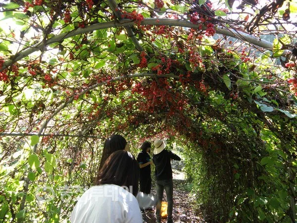 오미자 재배 차광 관리 덩굴 유인 병해 예방_9