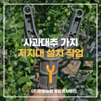 지지대 설치 방법 고추 토마토 참외 수박 쓰러짐 예방_31
