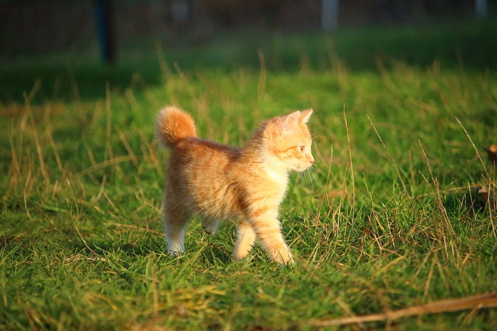 고양이 나이 계산법