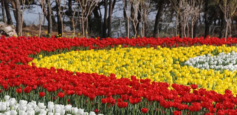 태안 튤립축제 주차장, 포토존, 입장료 안내