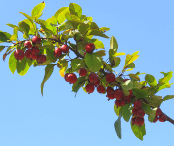 처음 시작하는 가드닝, 키우기 쉬운 정원수 BEST 10