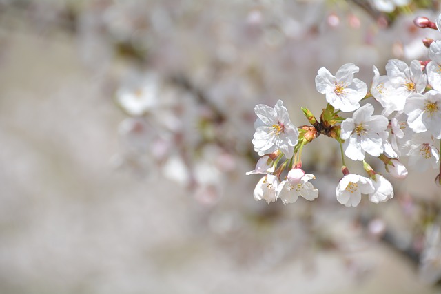 2025년 24절기 음력 양력 날짜 달력 경칩 등 총정리