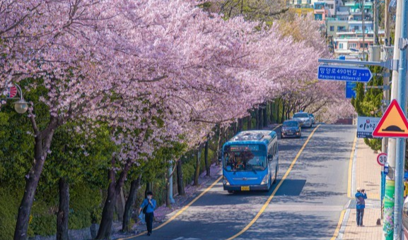 벚꽃 개화시기 2023