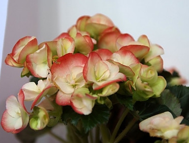 겨울 꽃 베고니아