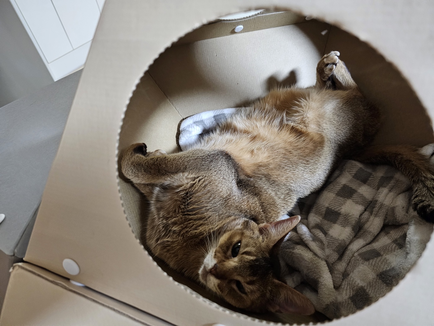 딸만 편애하는듯한 남집사의 사진 결과물.. (feat. 딸 루디와 아들 막둥이)