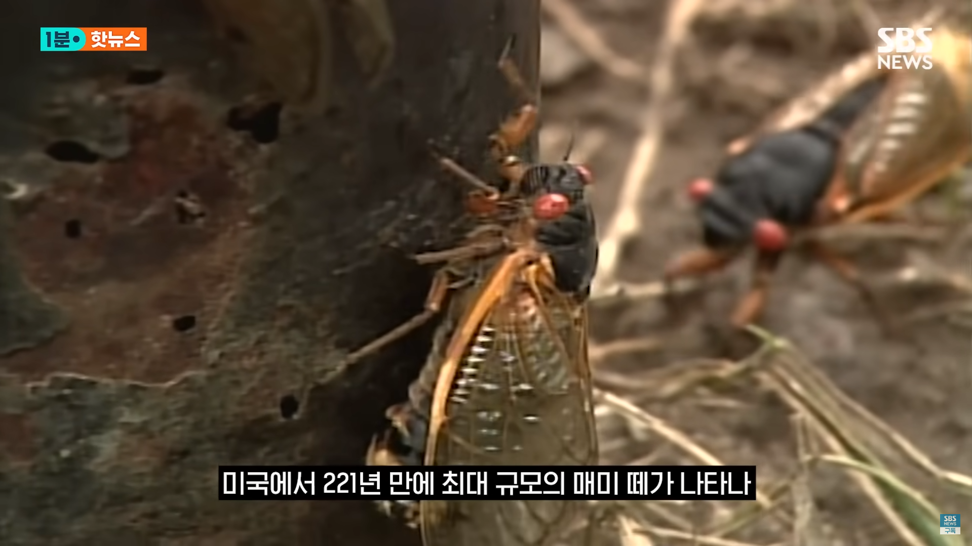 미국 매미 사진