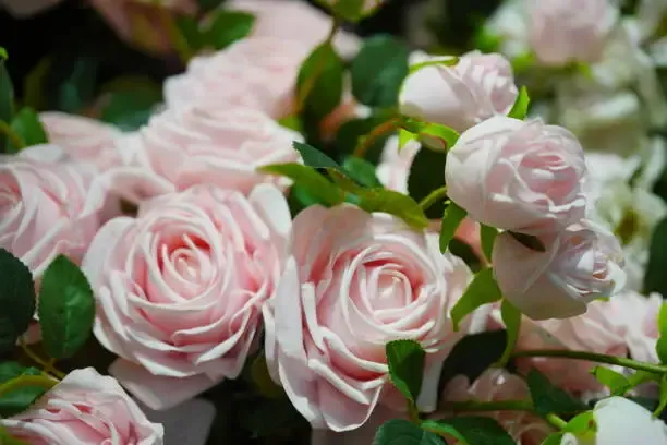 포항 영일대 장미원