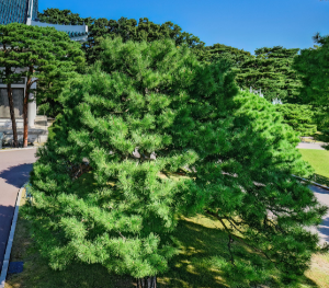 청와대 야간개장