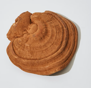 영지버섯 효능 부작용 먹는 방법