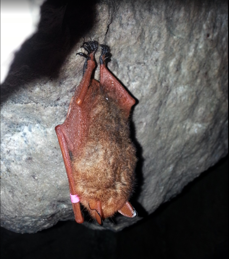 붉은박쥐는 왜 사라졌나?|한국 멸종위기 야생동물 실태와 보호대책