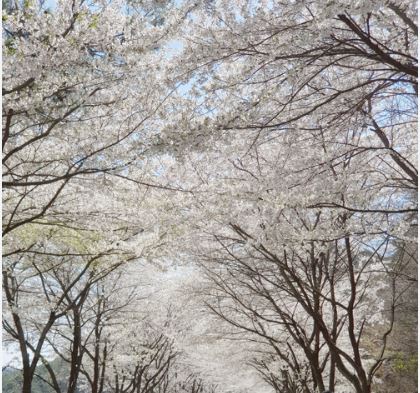음성 벚꽃