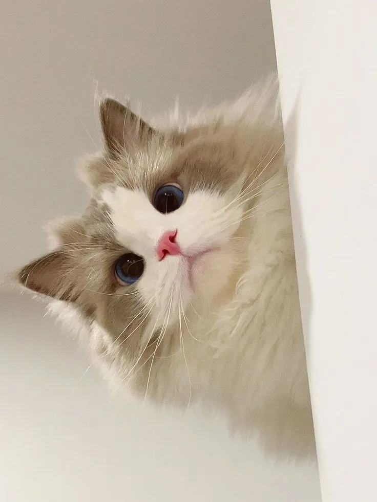 고양이-렉돌-특징