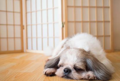 자고있는 강아지