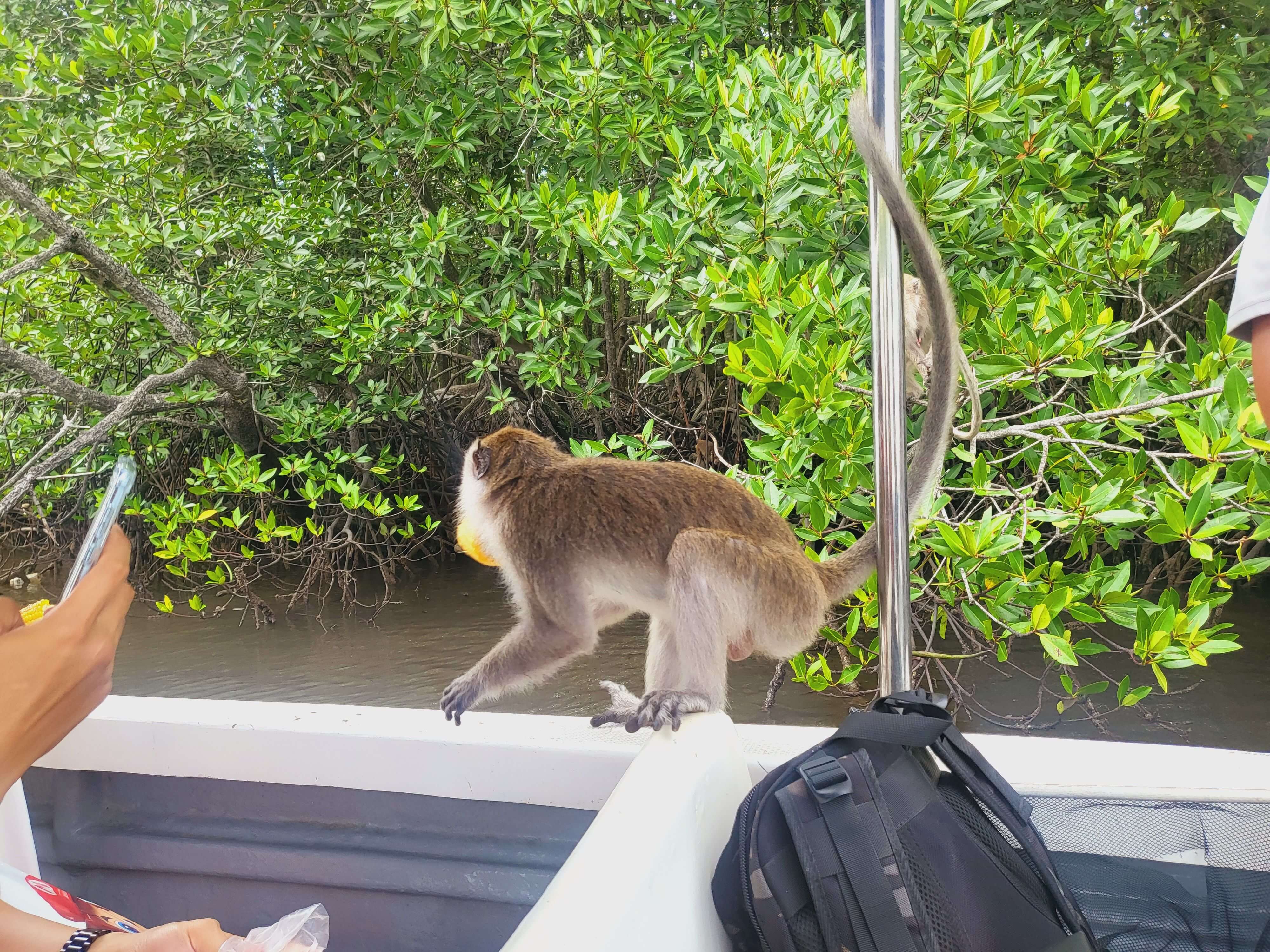 코타키나발루반딧불투어 위치 섬투어 자유여행