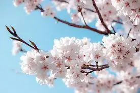 벚꽃