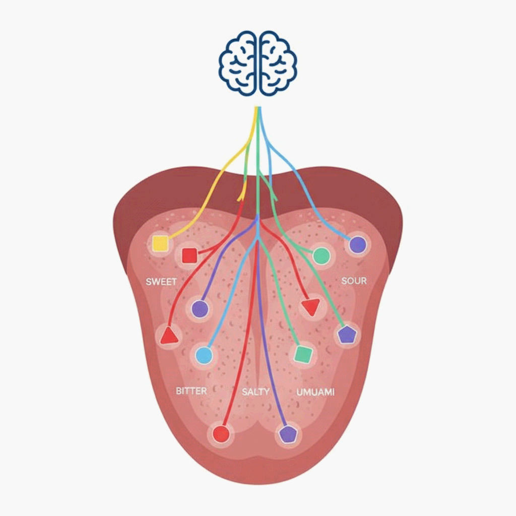미각세포가 전하는 맛의 언어, 인체 구조와 작동 원리를 상징적으로 표현한 미니멀 과학 일러스트레이션