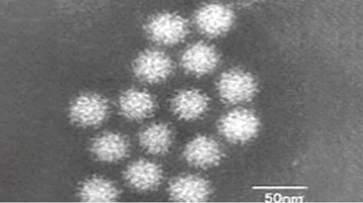 아데노바이러스