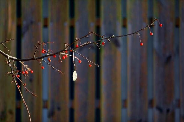 오미자차의 효능 5가지