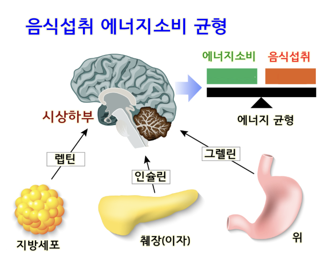 렙틴 호르몬 음식 약 그렐린 저항성 분비 영양제 수면시간 효능