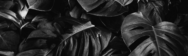 식물 키우기: 음지