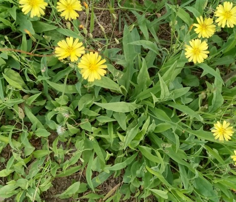 3월에 먹으면 좋은 제철 음식(봄철 음식) - 씀바귀편 (효능&amp;#44; 씀바귀가 들어가는 음식)