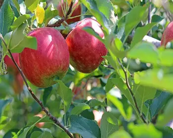 문경 사과축제_8