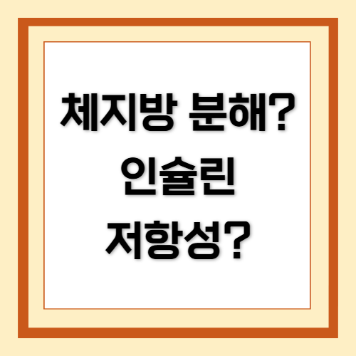 체지방, 체지방 분해, 인슐린, 인슐린 저항성, 저탄고지, 키토제닉
