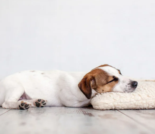 강아지 피로 증상부터 회복 팁 가이드