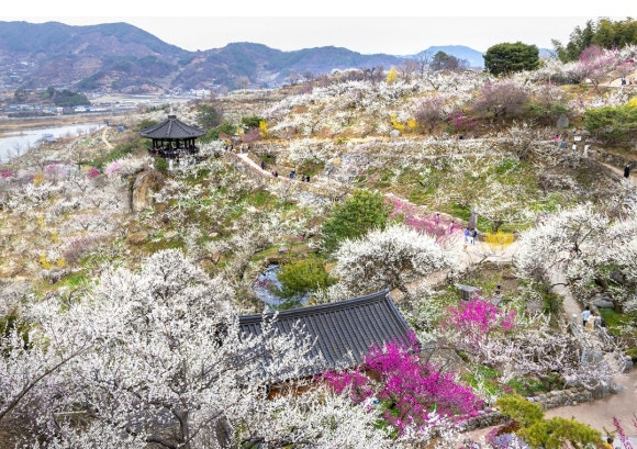 2025 광양매화축제