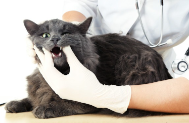 수의사와 회색 고양이.