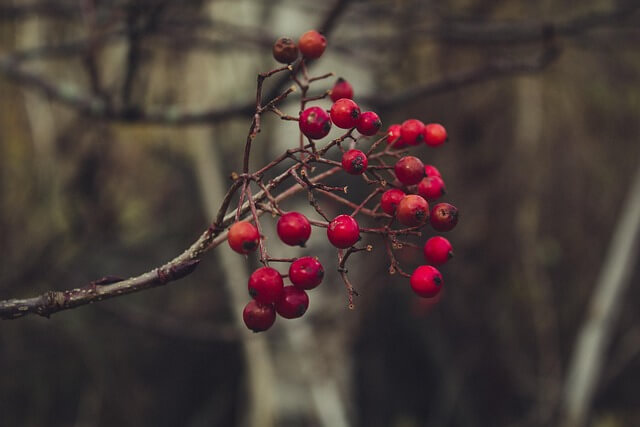 마가목 효능 총정리