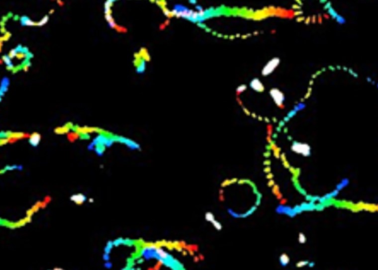 마이코플라즈마