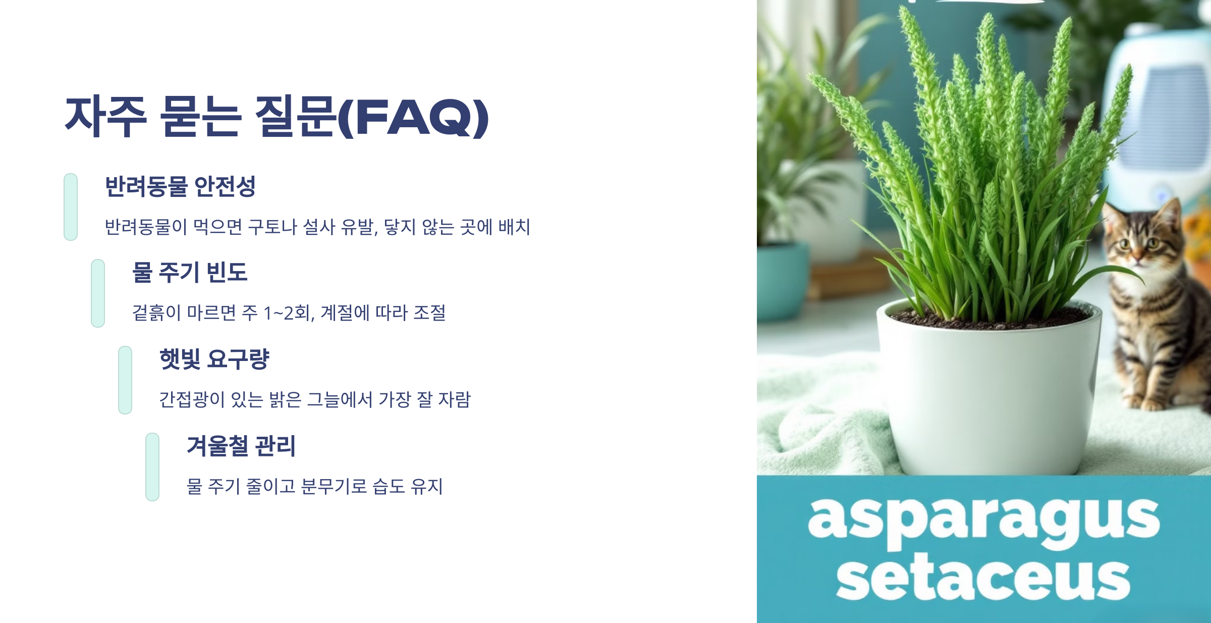 아스파라거스 나누스