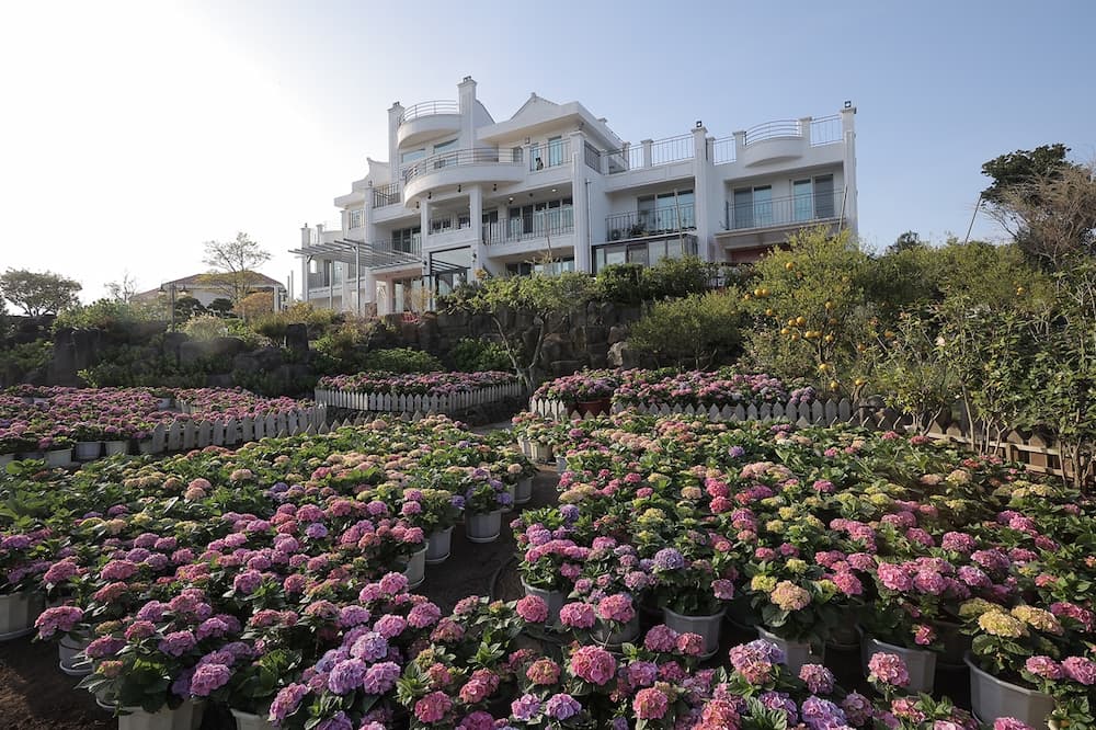 제주 수국 축제