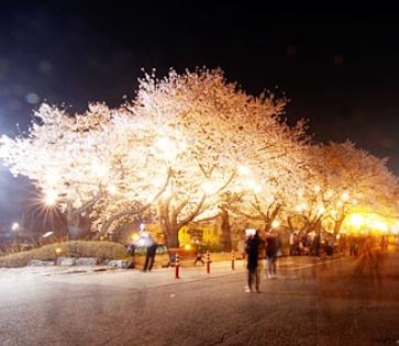 평택 벚꽃 명소