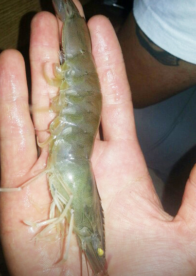 서해수산본점 대표 메뉴