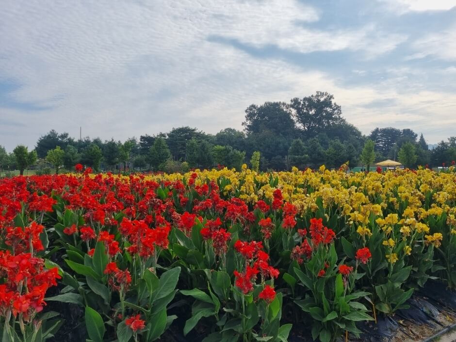 양주 나리공원 핑크뮬리