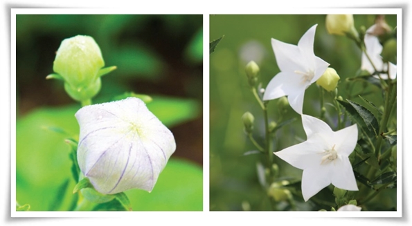 "도라지 꽃과 도라지" 아름다운 꽃과 건강한 뿌리를 품은 자연의 선물!