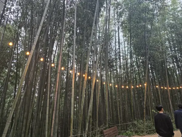 담양 대나무 축제 죽녹원