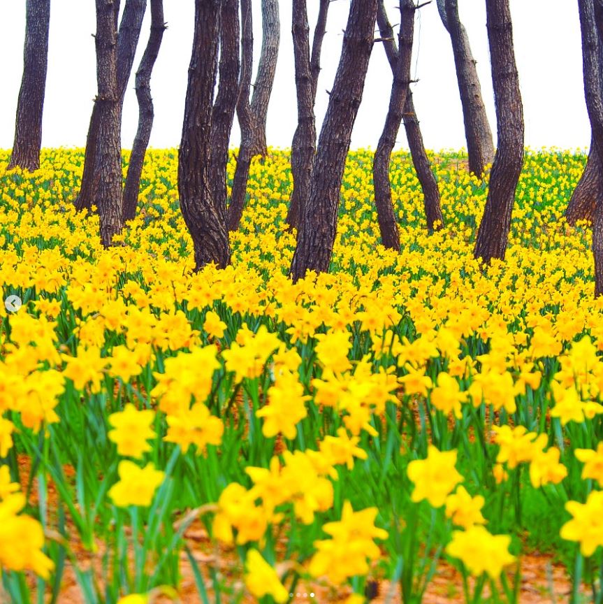 2024-신안-선도-섬수선화축제