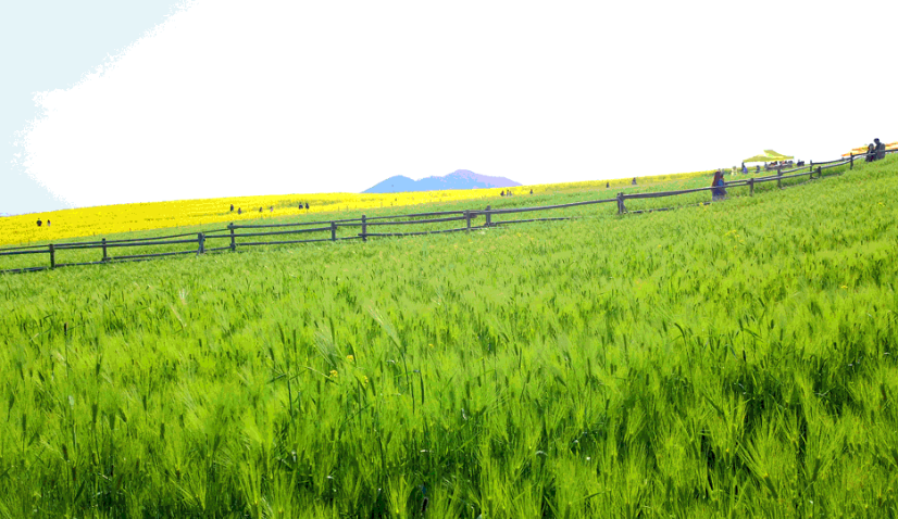 고창청보리밭사진1