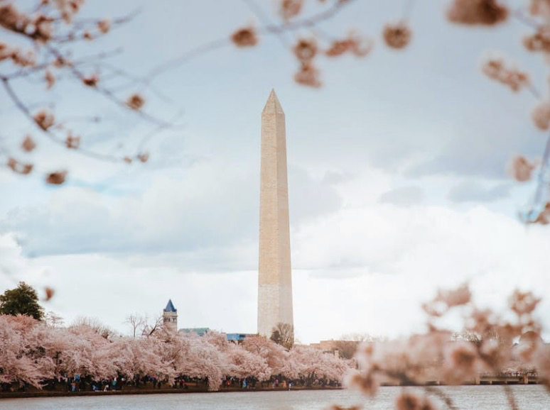 워싱턴 D.C. – 타이달 베이신 (Tidal Basin) 🇺🇸 벚꽃
