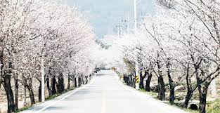 제22회 함양 백운산 벚꽃축제 기본일정과 프로그램 소개