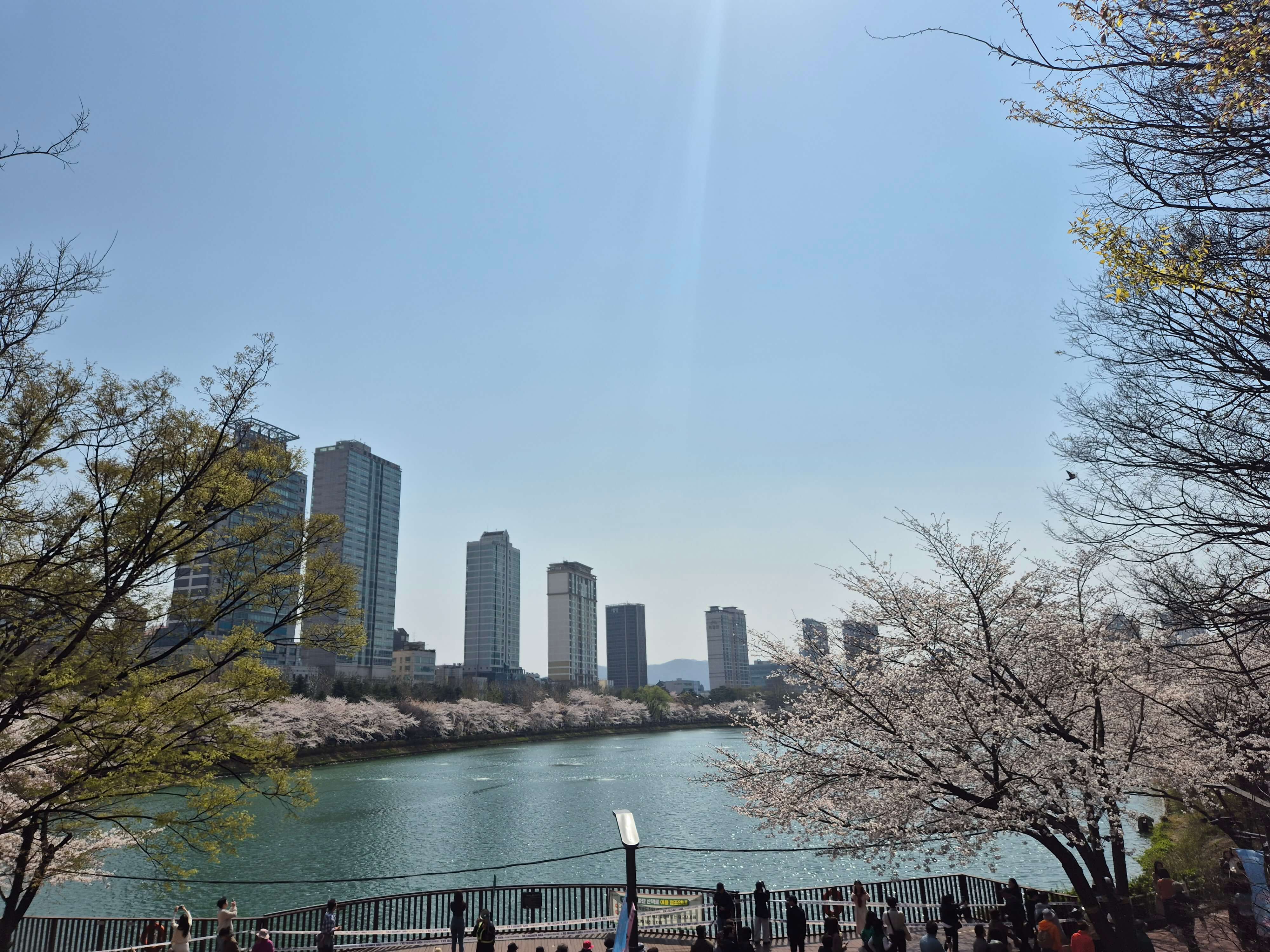 석촌호수 2025년 4월8일 만개한 사진