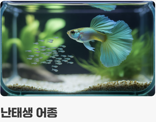 구피 키우기의 화룡점정, 폭풍 번식