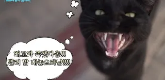 고양이 수다스러운 이유 7가지 행동 심리_16