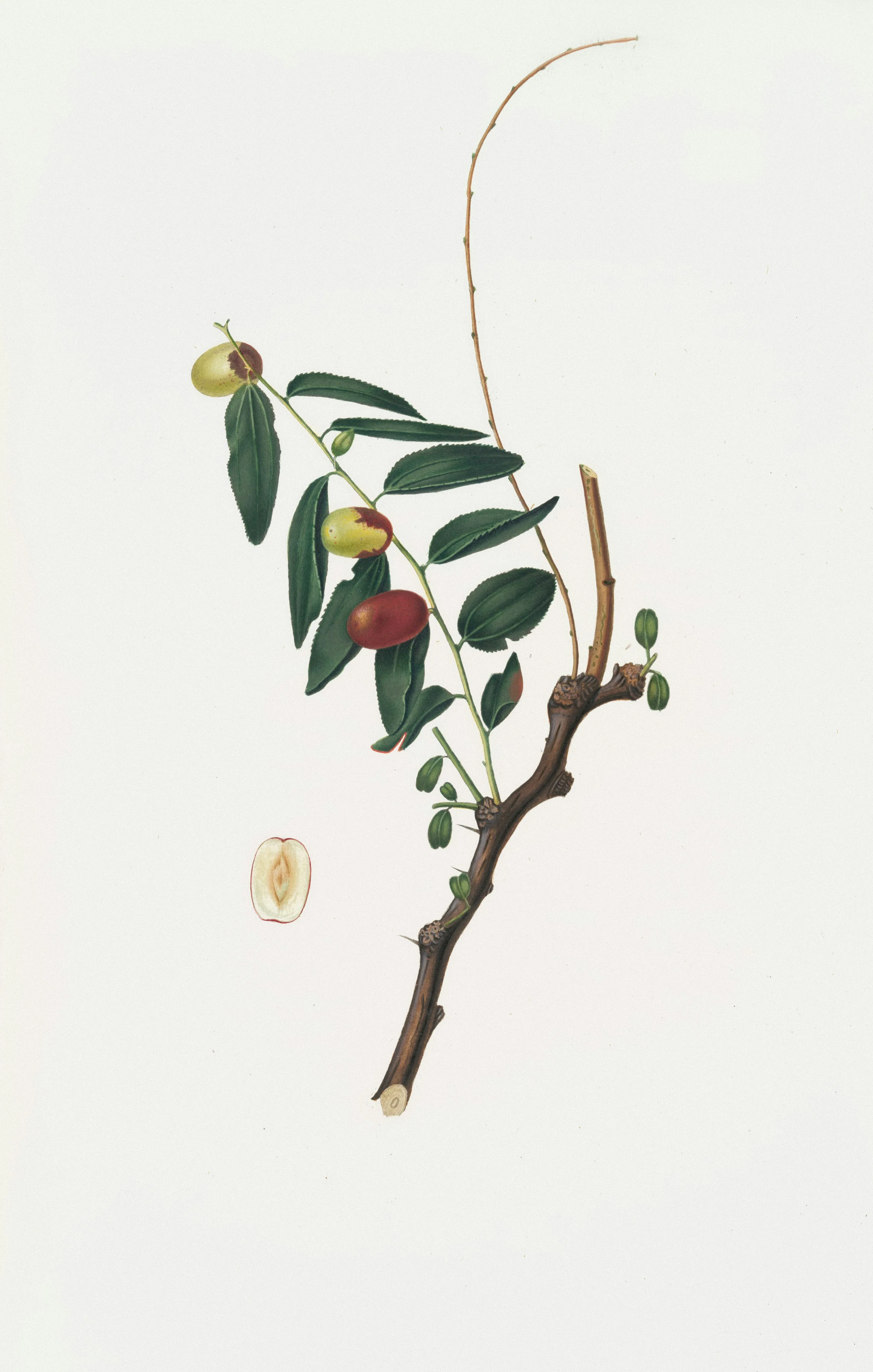 사과대추-효능-면역력-혈액순환-사과-대추-숙면-피부미용-항산화