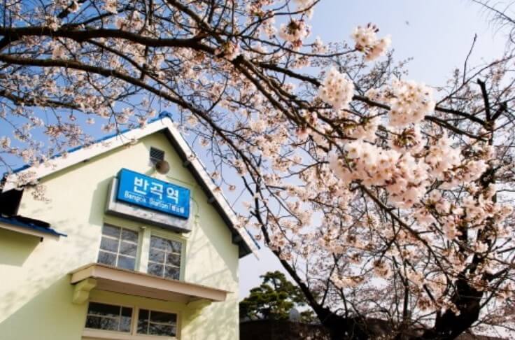 원주 반곡역 벚꽃길