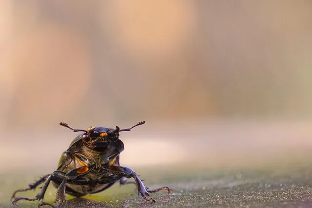 자극 민감도 변화의 단서: 장뇌축-면역 상호작용을 해석하는 기준