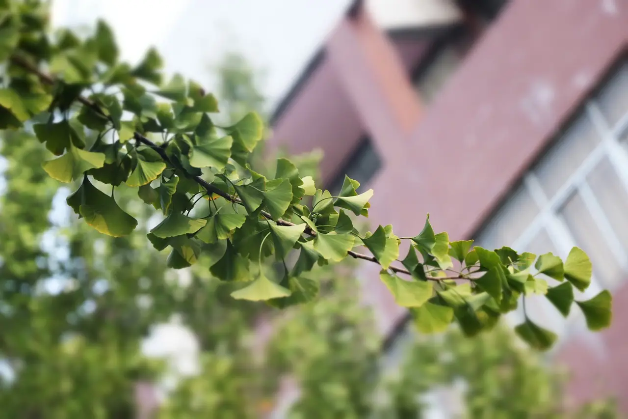 은행잎추출물 효능